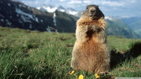 alpine marmot - mountain, alpine, marmot, grass