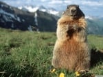 alpine marmot