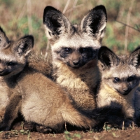 bat eared fox