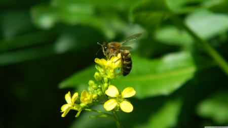 bee - insect, bee, yellow, flower