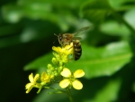 bee