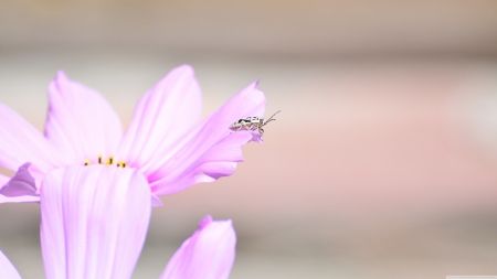 little bug on flower - insect, flower, bug, pink