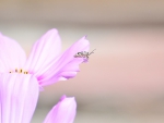 little bug on flower