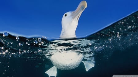 seagull in water - bird, water, blue, seagull