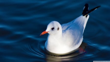 swimming seagull