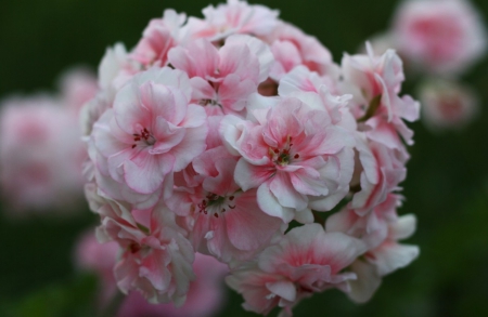 Beautiful Bouquet - bloom, flowers, tenderness, petals, geranium