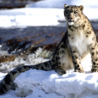 snow leopard