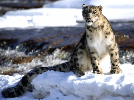 snow leopard - cat, feline, leopard, snow