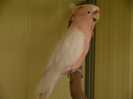 Pink Coakatoo