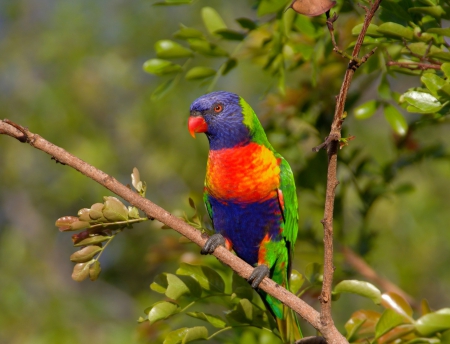 Rainbow Lorikeet - animal, coloful, rainbow lorikeet, parrot