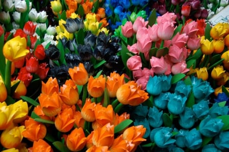 Colorful Tulips - nature, colorful, tulips, flowers