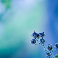 amazing blue flowers