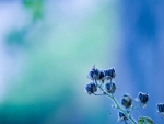 amazing blue flowers