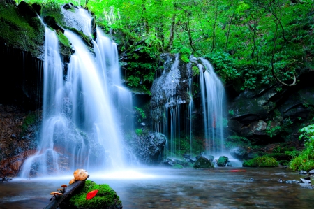 Forest waterfall - greenery, trees, beautiful, forest, lovely, fall, nature, waterfall, mushrooms