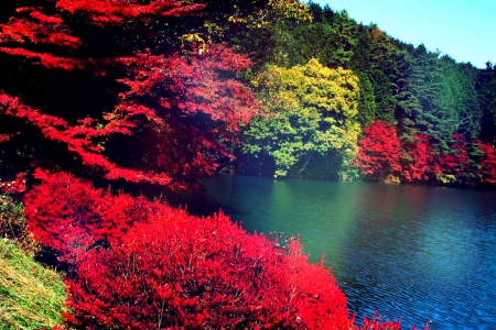 â˜…Autumn Lake - Japanâ˜… - attractions in dreams, autumn, trees, photography, stunning, creative pre-made, lakes, nature, love four seasons, fall, japan, beautiful, scenery, colors, landscapes