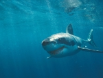 great white shark