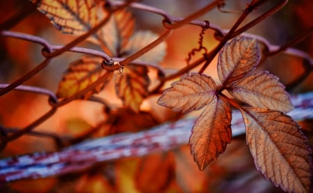 Autumn leaves - fall, pretty, foliafe, nature, beautiful, autumn, fence, leaves