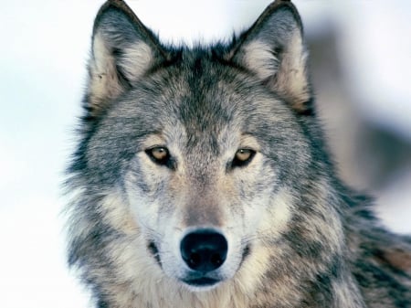 A Wolf - animal, white, wolf, gray