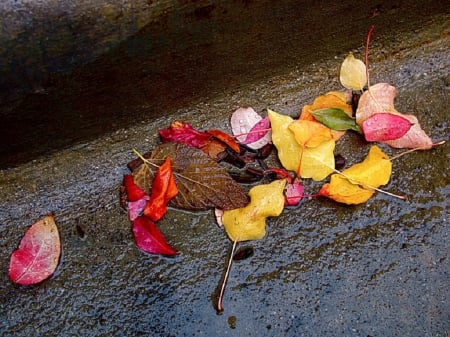 Autumn - leaves, autumn, rainy, colours