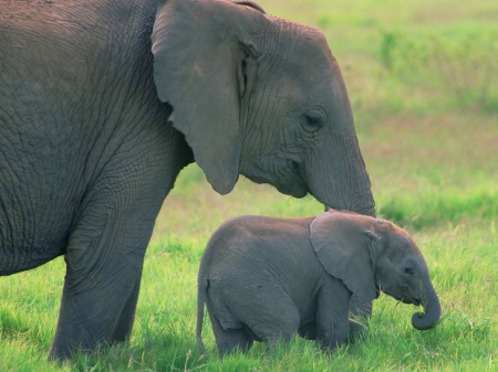 Elephants - Animals, elephant, grass, mother, baby