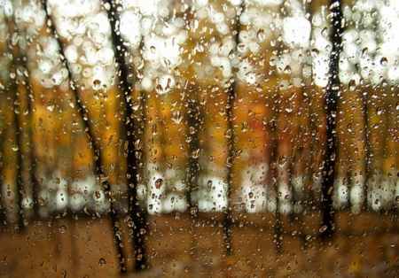 Rainy Day - rainy, trees, drops, rain