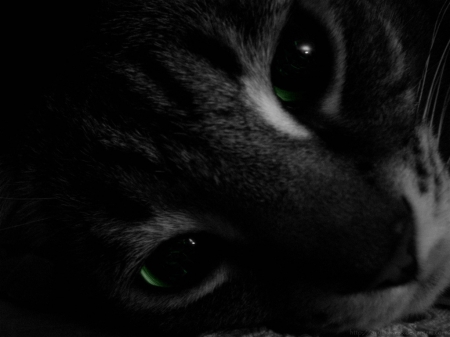 Lynx - eyes, animal, green, black, lynx