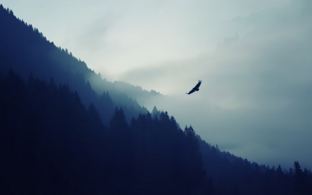 Eagle - flying, mountains, eagle, bird