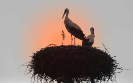 Storks - sunset, nest, Birds, storks