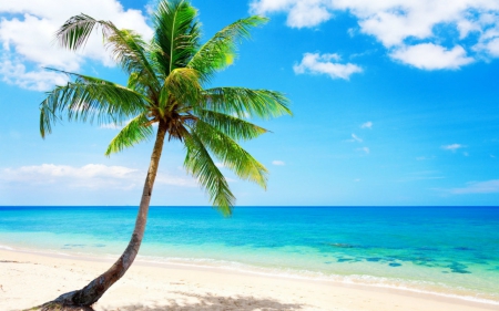 Beach - sands, nature, sky, beach, tree