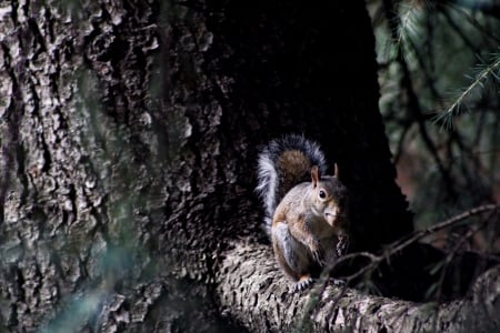 Still Image - nature, autumn, trees, squirrel