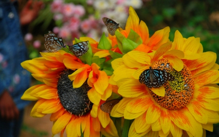 Sunflowers - flowers, sunflowers, yellow, petals