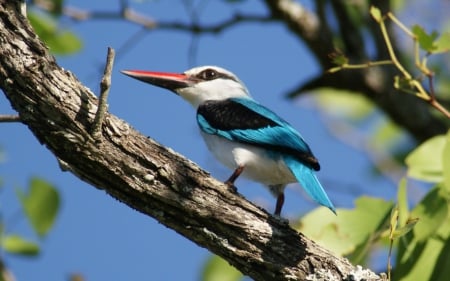 Kingfisher - bird, white, branch, blue, kingfisher