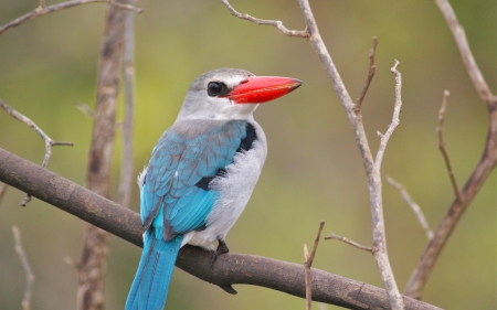 Kingfisher - feather, red, bird, kingfisher, branch, blue