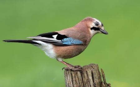 Bird - wood, brown, feather, green, bird