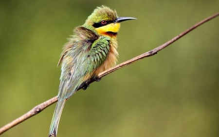 Bird - feather, bird, yellow, branch, green