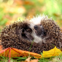 Hedgehog