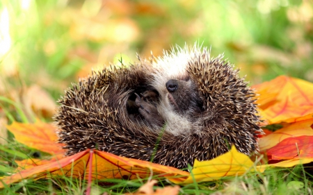 Hedgehog - cute, hedgehog, leaf, toamna, orange, sleep, autumn, green