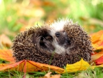 Hedgehog