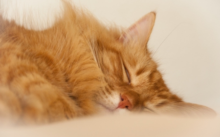 Sleeping - animal, cat, orange, ginger, sleep