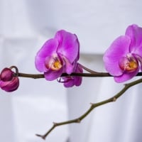 Orchids