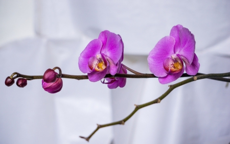 Orchids - white, flower, pink, orchid