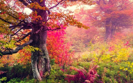 Autumn - leaves, tree, nature, autumn