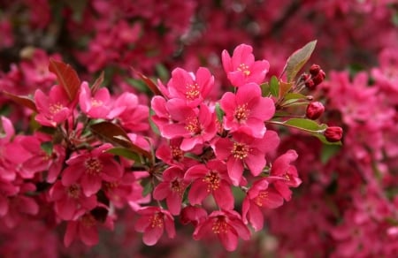 Pink Flowers - flowers, beautiful, pink, nature