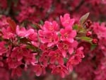 Pink Flowers