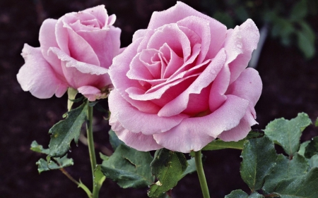 Roses - flowers, beautiful, roses, pink