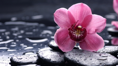 Delicate Pink Flower - delicate, single, summer, flower, pink