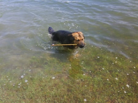 dog - lake, swim, dog, water, animal