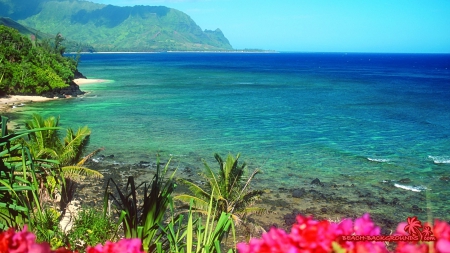 Hawaiian Beach - flowers, oceans, nature, beaches, hawaii