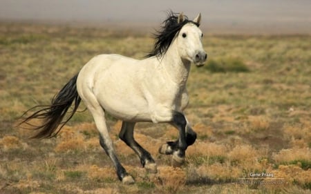 Mustangs II. - abstract, mustang, photography, wilderness, HD, wild animals, horse, wild horse, nature, animals, wildlife, wild, wallpaper