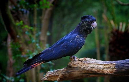 Red-Tailed Cockatoo - animal, redtailed, cockatoo, bird